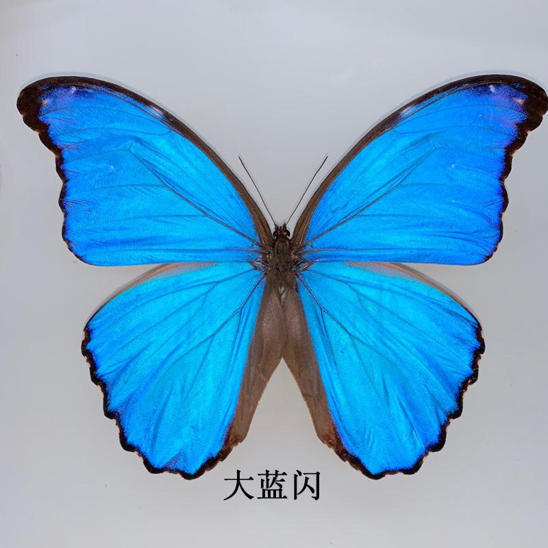 蝴蝶标本原蝶价格 蝴蝶标本原蝶图片 星期三