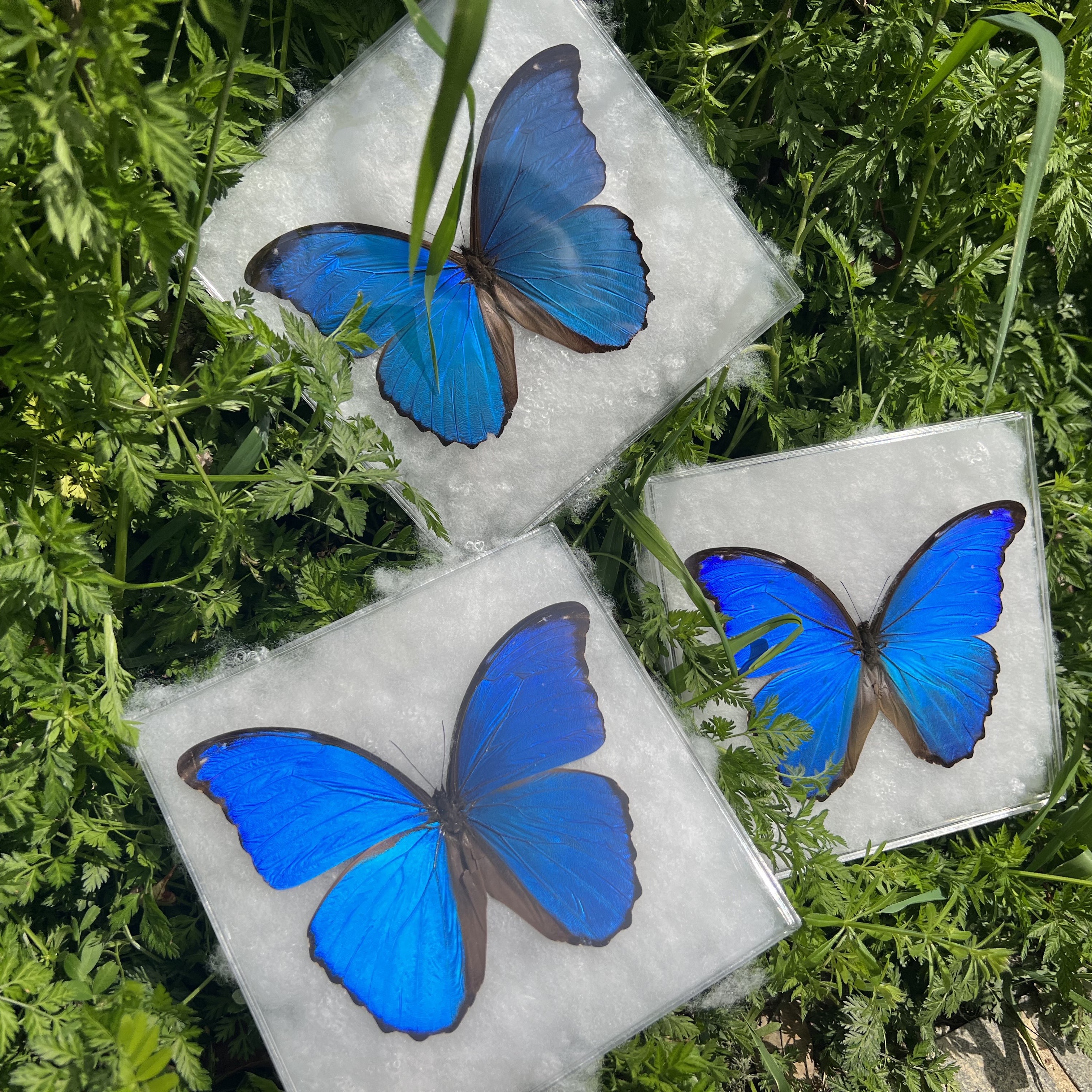 大蓝闪蝶各种闪蝶已展翅盒装压棉DIY材料