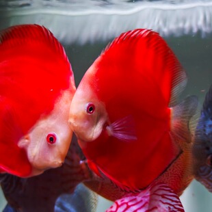 观赏七彩神仙蜘蛛侠豹点红鸽子天子蓝虎纹热带淡水鱼鱼观赏鱼孔雀