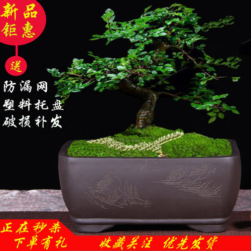 紫砂花盆长方形马槽盆栽花卉梅花