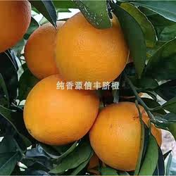 江西赣南信丰新鲜水果果园直供农产品现摘安西脐橙10斤9省包邮