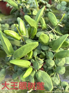 [大王眼树莲】三角包蚁栖植物是夹竹桃科眼树莲属的藤本爬藤植物