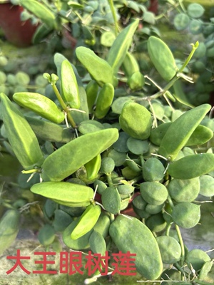 [大王眼树莲】三角包蚁栖植物是夹竹桃科眼树莲属的藤本爬藤植物