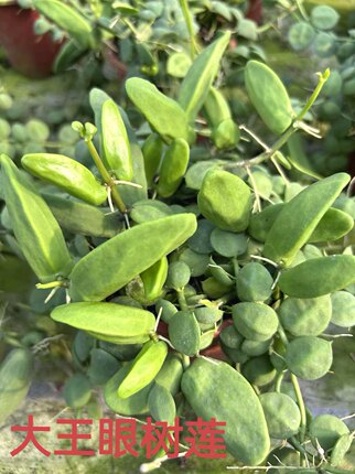[大王眼树莲】三角包蚁栖植物是夹竹桃科眼树莲属的藤本爬藤植物