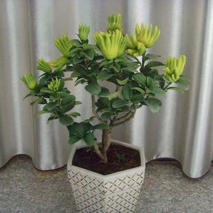 精品佛手盆栽花卉红花佛手千指佛手金佛手四季常青浓香型花卉植物