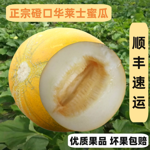 当季华莱士蜜瓜现摘现发