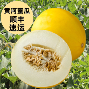 内蒙黄河蜜瓜现摘现发