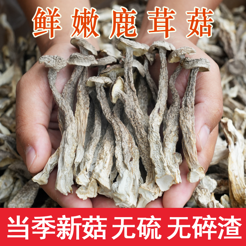精品鹿茸菇煲汤食用菌菇