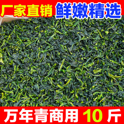 新货嫩万年青菜心干脱水蔬菜
