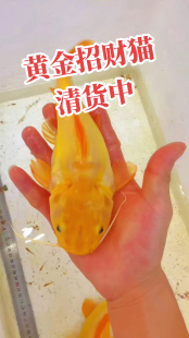 黄金招财猫活鱼苗龙鱼配鱼黄金猫鲶鱼除藻中大型淡水鱼热带观赏鱼