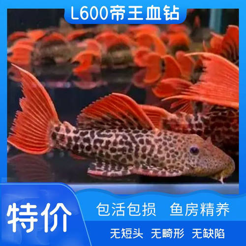 L600帝王血钻异型鱼南美异型鱼热带观赏鱼除水藻工具鱼
