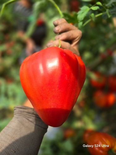 630精灵帽，店主强推（3粒种子）