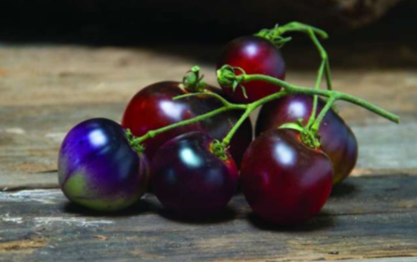 398光泽蓝玫瑰GLOSSY ROSE BLUE TOMATO（5粒种子）