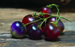 5粒种子 398光泽蓝玫瑰GLOSSY TOMATO BLUE ROSE