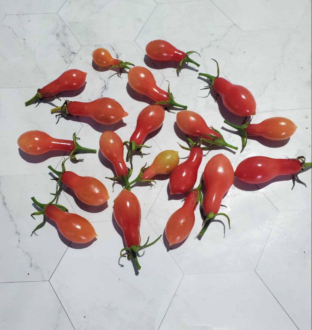 32精灵泪F7（图2由群友小怪兽提供）5粒种子