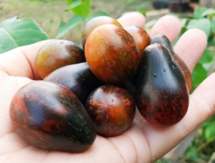 包邮 406至尊法书Exstrime 5粒种子38 2023超新品 Buch