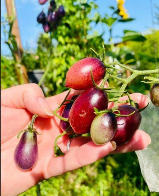 241童话系列套餐（6个品种，每个品种各5粒）38包邮