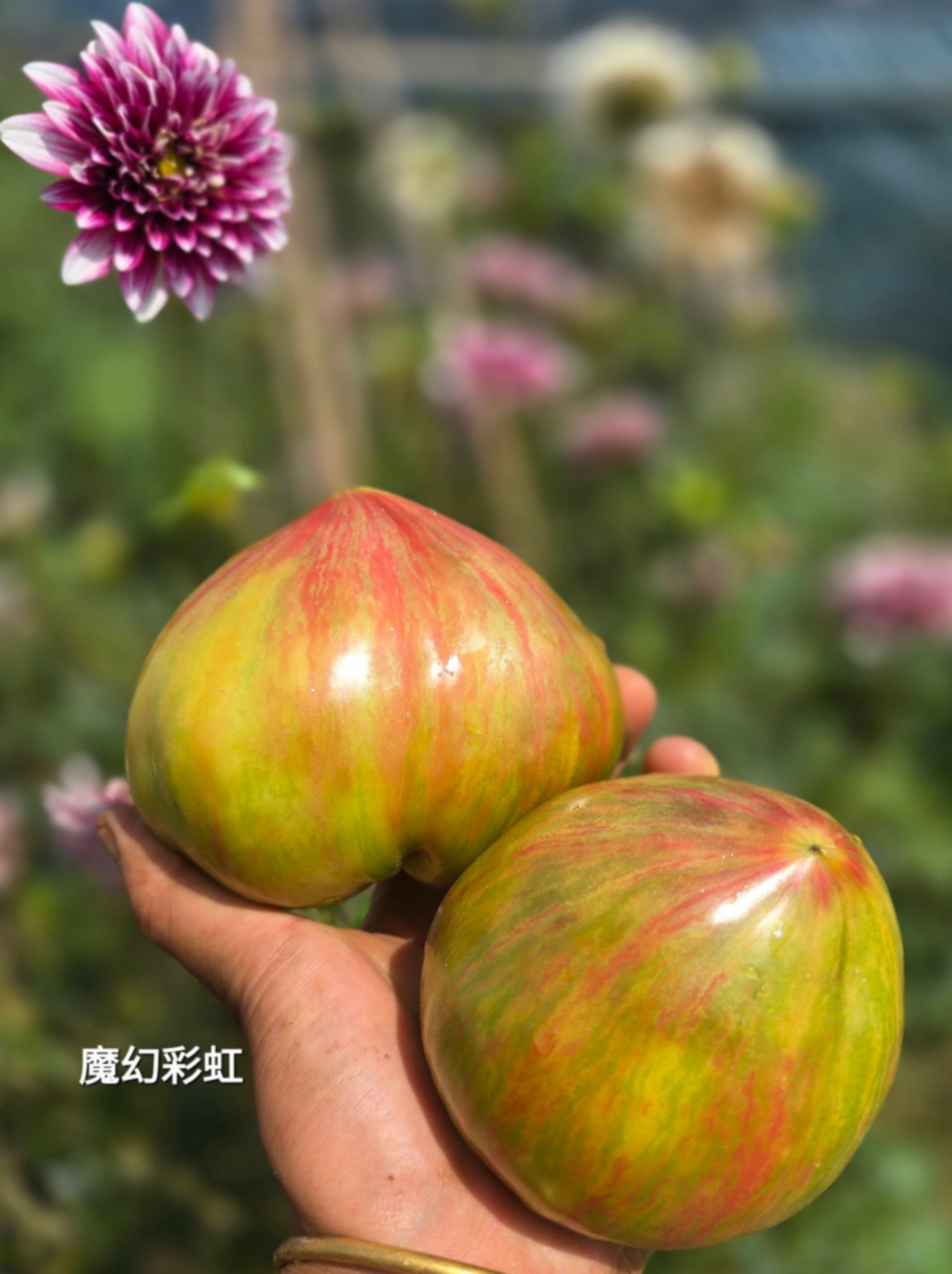 1024魔幻彩虹2025新品五粒种子全店满38包邮偏远地区