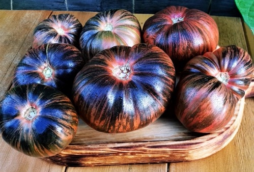 56反叛者×玛莎牛排（图2由群友红枣提供）种子