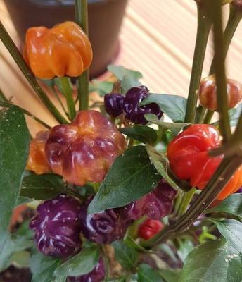 L21紫色南瓜进口辣椒种子5粒，无售后