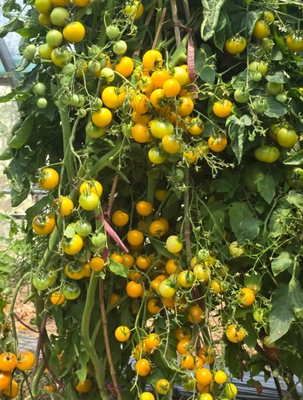 921永恒之光 店主推荐五粒种子全店满38包邮偏远地区除外