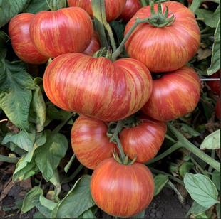 包邮 满38 Wine5粒种子 365年份葡萄酒Vintage