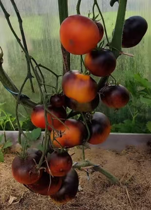 944p20美容王五粒种子全店满38包邮偏远地区除外