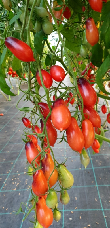 312童话仙女5粒种子38包邮