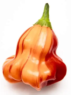 L45斑马线5粒种子全店满38 偏远地区除外 包邮