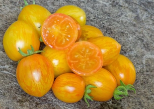 545微型虎纹樱桃黄 图三毛球小阿姨提供5粒种子 特殊黄绿叶小金