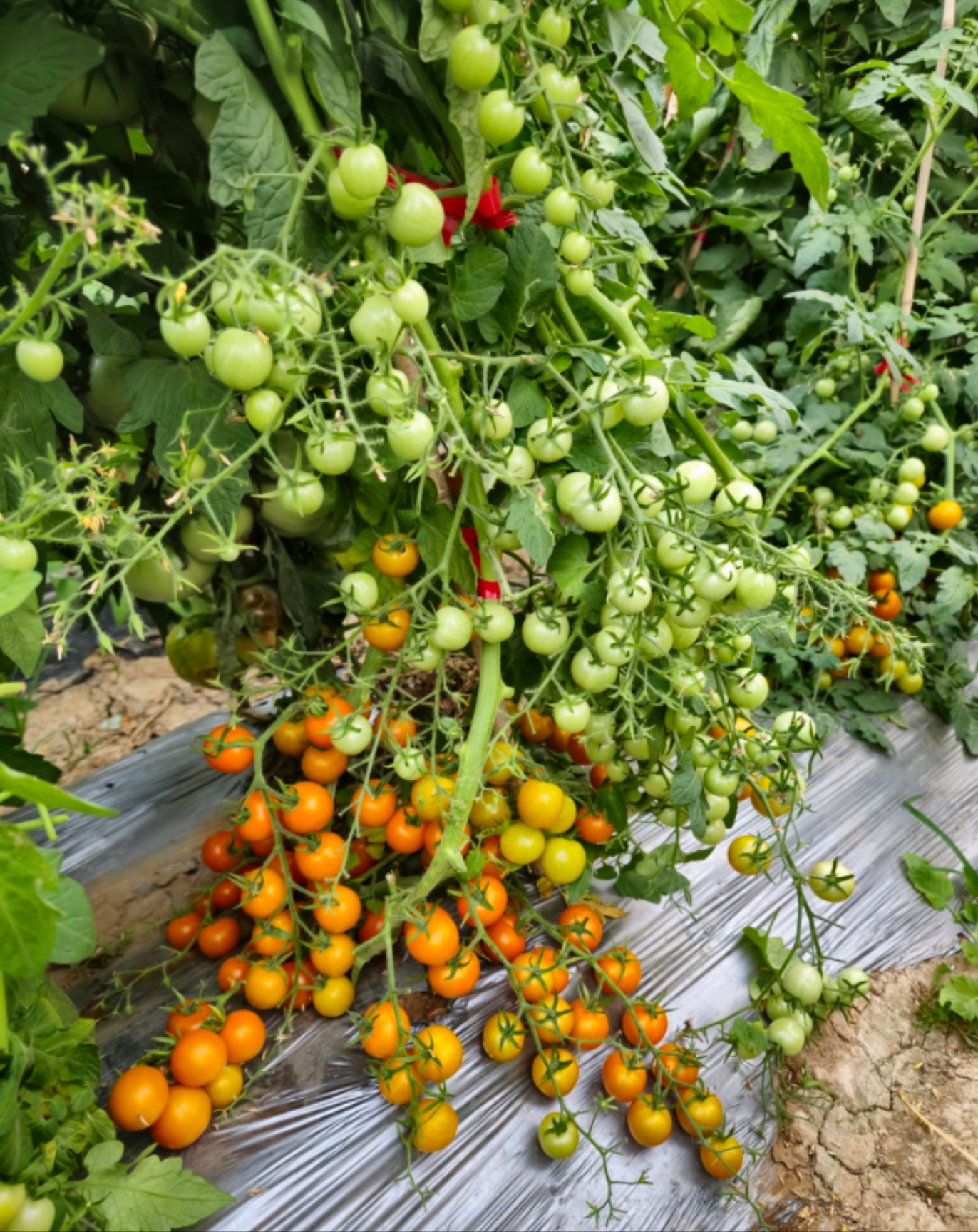 683金色长发公主（早熟品种店主推荐）5粒番茄种子38包邮