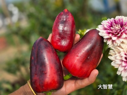 T58大智慧甜椒5粒全店满38包邮偏远地区