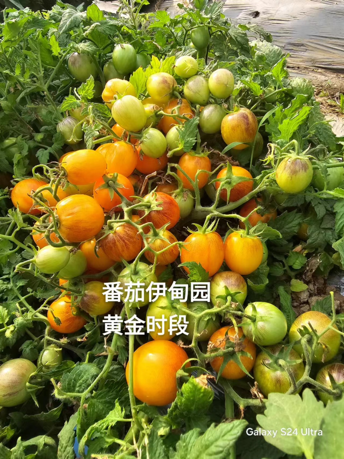 42黄金时段Micro Dwarf Golden Hour（种子）