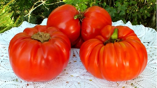 传家宝 包邮 巨型品种 mary5粒种子38 mega 262巨型马文1851