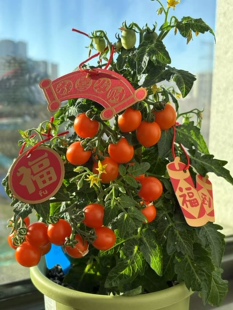 572伊甸园微型3号 主图由群友橘猫他姐提供 5粒种子