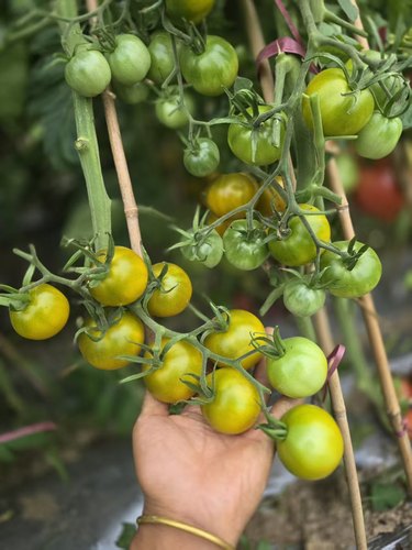 192绿色蜂蜜Green honey tomato（5粒种子）