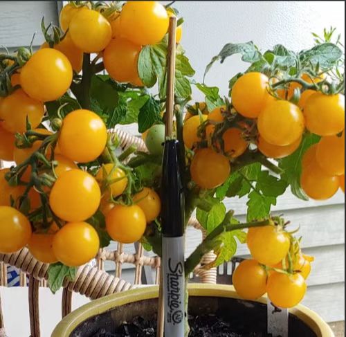 831微型莫内卡5粒全店满38包邮偏远地区除外