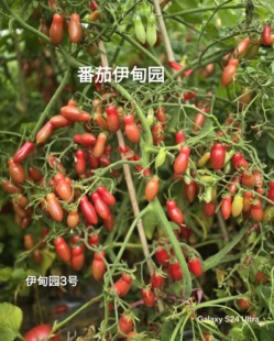 图2 606伊甸园3号 3粒种子 店主强推 3由群友泡泡提供 侏儒