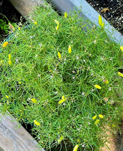 L31Xion Mutant特殊细叶进口辣椒种子3粒，无售后，售罄