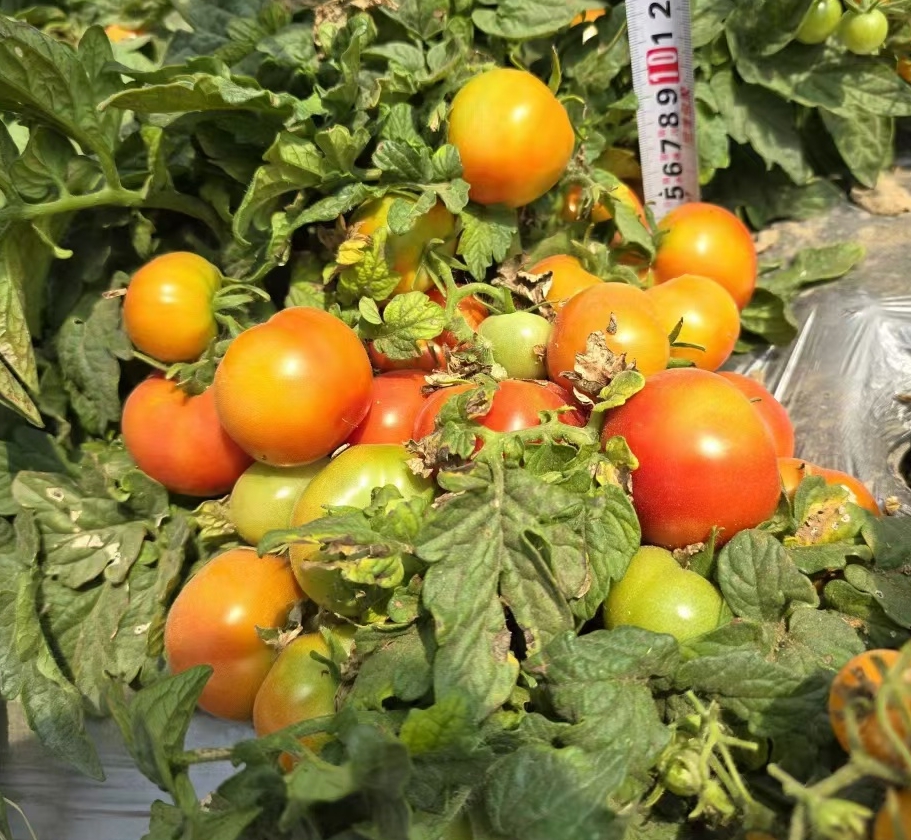 842微型冰球5粒种子全店满38包邮偏远地区