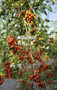 drop 独家 2023超新品 包邮 5粒种子38 321血滴Вlood