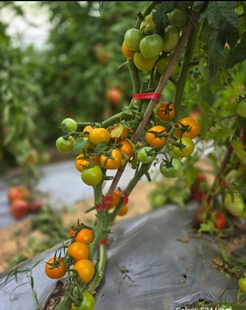 837金太阳精选5粒全店满38 偏远地区除外 包邮