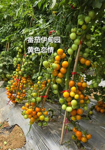 50黄色恋情3粒种子（图5是兔老师糖糖糖反馈提供）