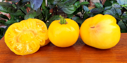 324传家宝米努辛斯克芒果MINUSINSK MANGO 5粒种子38包邮
