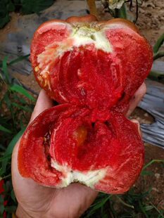 包邮 5粒种子38 新奇2023新品 244艾琳娜紫水晶之心