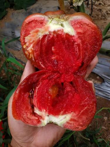 244艾琳娜紫水晶之心（新奇2023新品5粒种子38包邮）