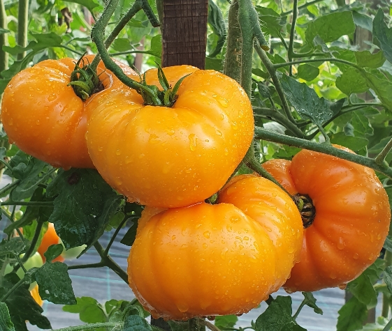 486桃子奶油PEACHES AND CREAM 传家宝（5粒种子）
