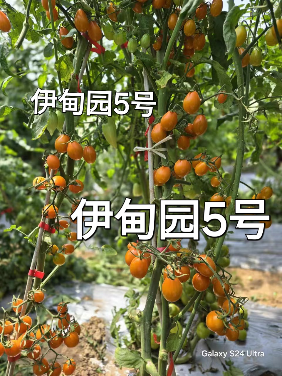 601 伊甸园5号（3粒种子）