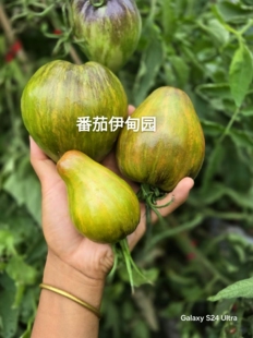 804翡翠焦糖5粒种子 店主超级推荐