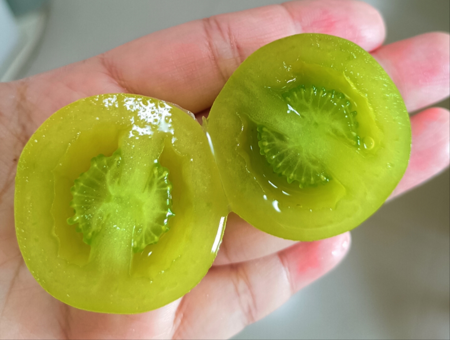 125妖精（主图由群友甜蜜琪琪提供）GOBSTOPPER（5粒种子）